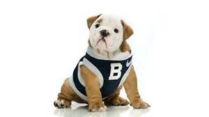 Butler dog mascot